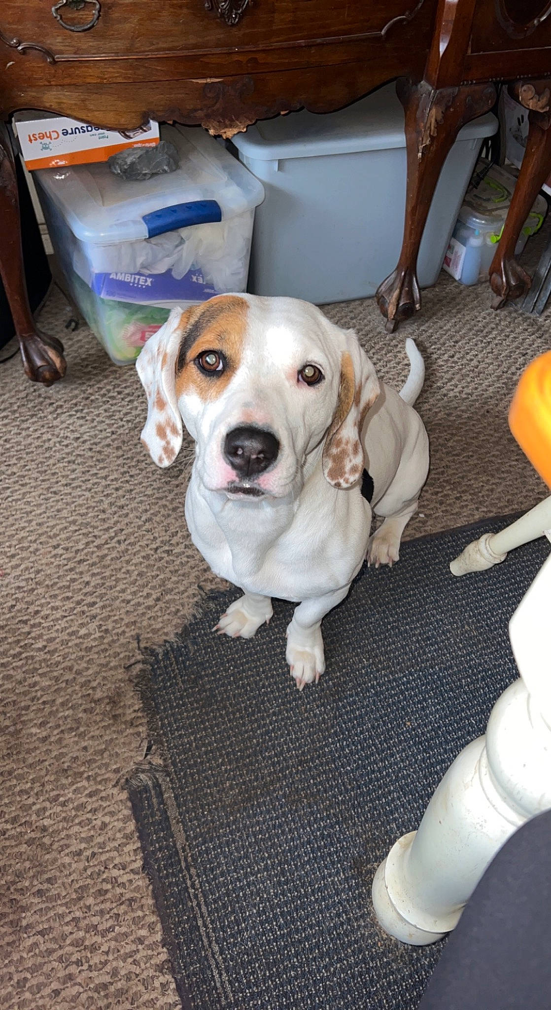 Isabella joined the competition — help win amazing prizes! canidae, carnivore, chair, collar, companion_dog, dog, dog_breed, dog_collar, dog_supply, fawn, flooring, fur, gun_dog, hardwood, hunting_dog, leash, pet_supply, snout, sporting_group, working_animal