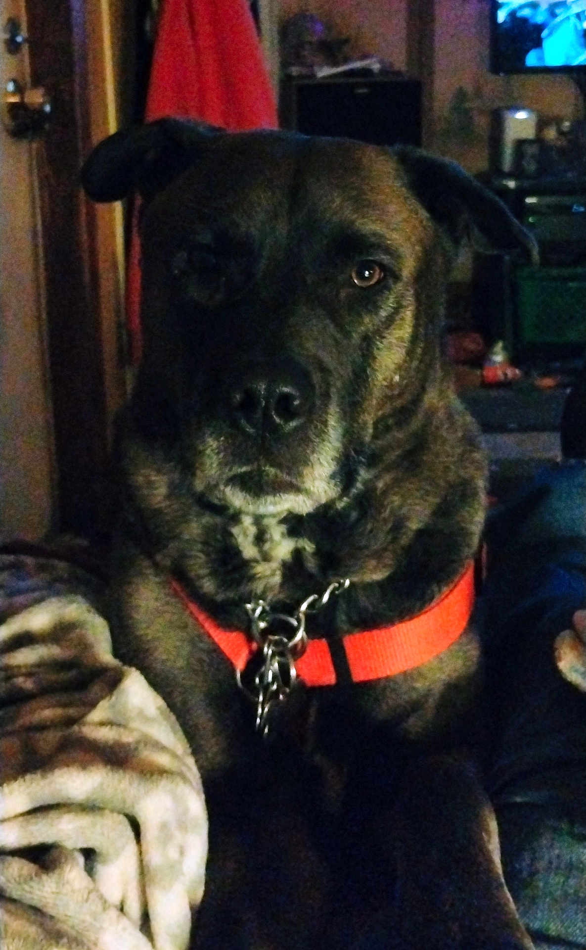 Mischief is registered to the contest to win money with this photo: dog, canine, pet, portrait, indoor, dimly_lit, stare, collar, chain, harness, blanket, living_room, close_up, muzzle, ears, eyes, nose, fur, seated, home