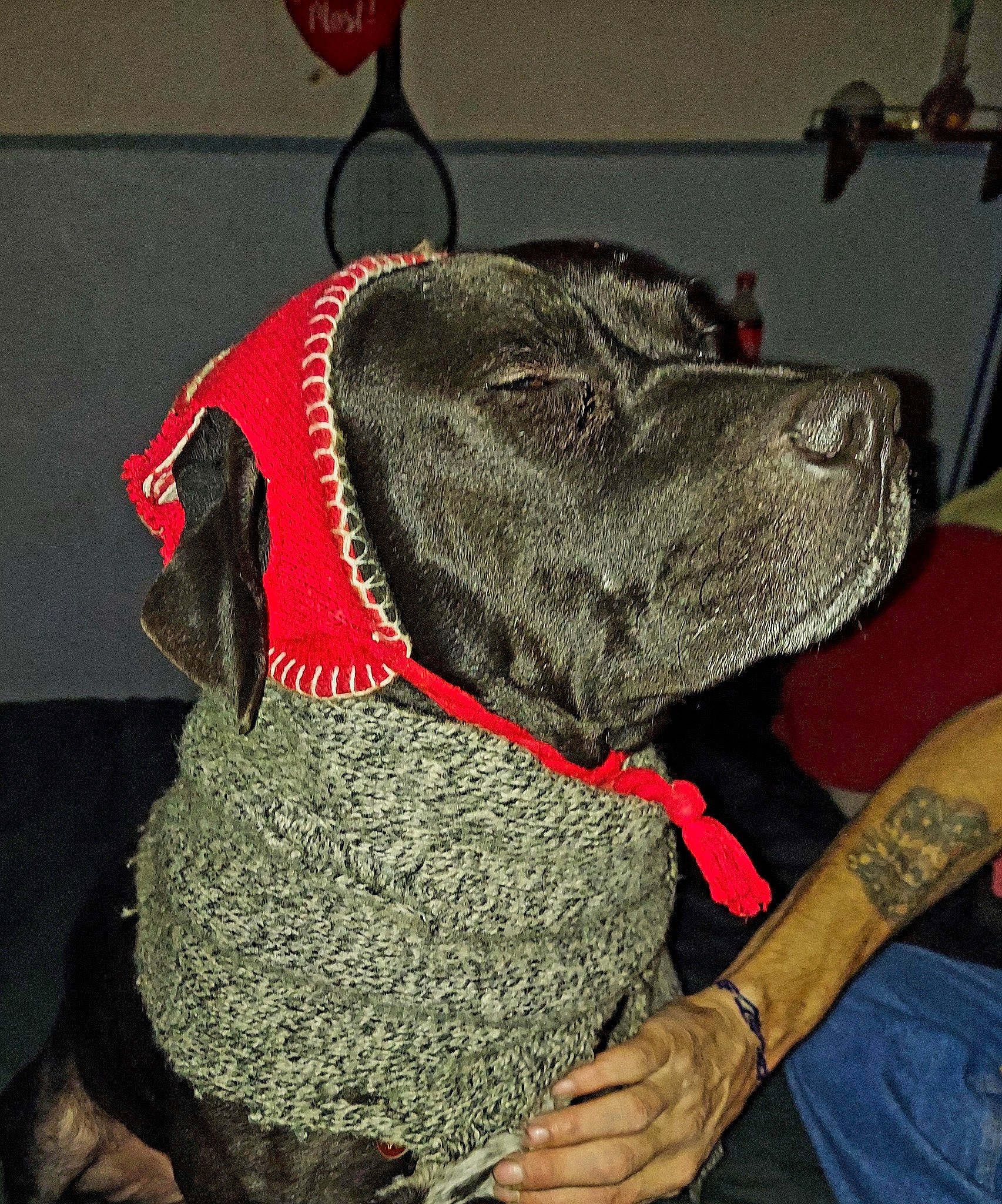 Mayhem joined the competition — help win amazing prizes! canidae, carmine, carnivore, collar, companion_dog, dog, dog_breed, dog_collar, dog_supply, fawn, fur, gun_dog, hat, leash, liver, pet_supply, snout, sporting_group, whiskers, working_animal