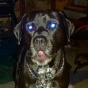 Mayhem joined the competition — help win amazing prizes! black_fur, chain, close_up, collar, cute, dog, ears, eye_reflection, flash, indoor, living_room, low_light, motion_blur, night, nose, pet, portrait, sitting, tongue, white_chest