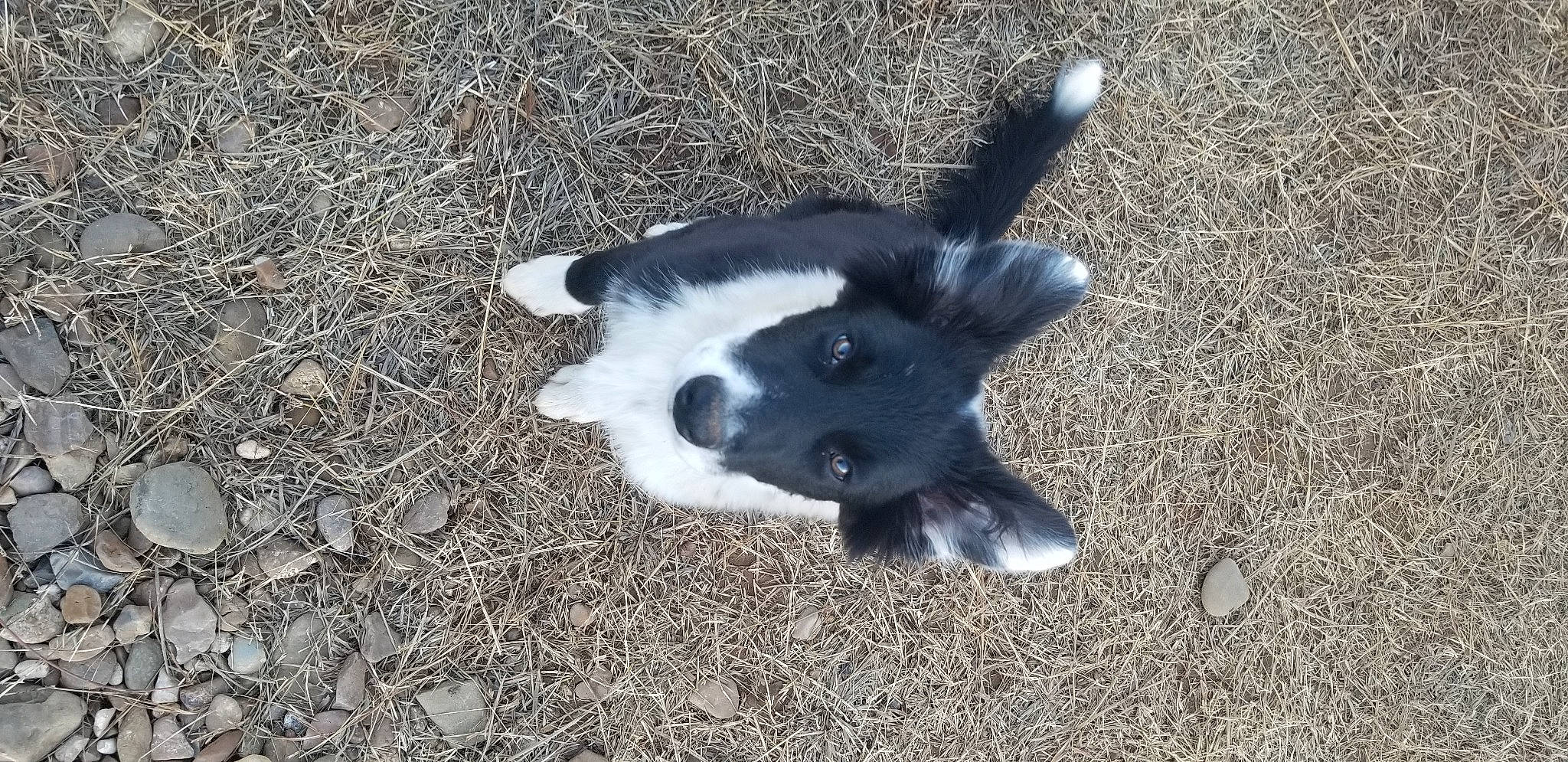 Lokie is registered to the contest to win money with this photo: canidae, carnivore, companion_dog, dog, dog_breed, fur, grass, herding_dog, non_sporting_group, paw, shadow, soil, sporting_group, tail, terrestrial_animal, whiskers, working_animal