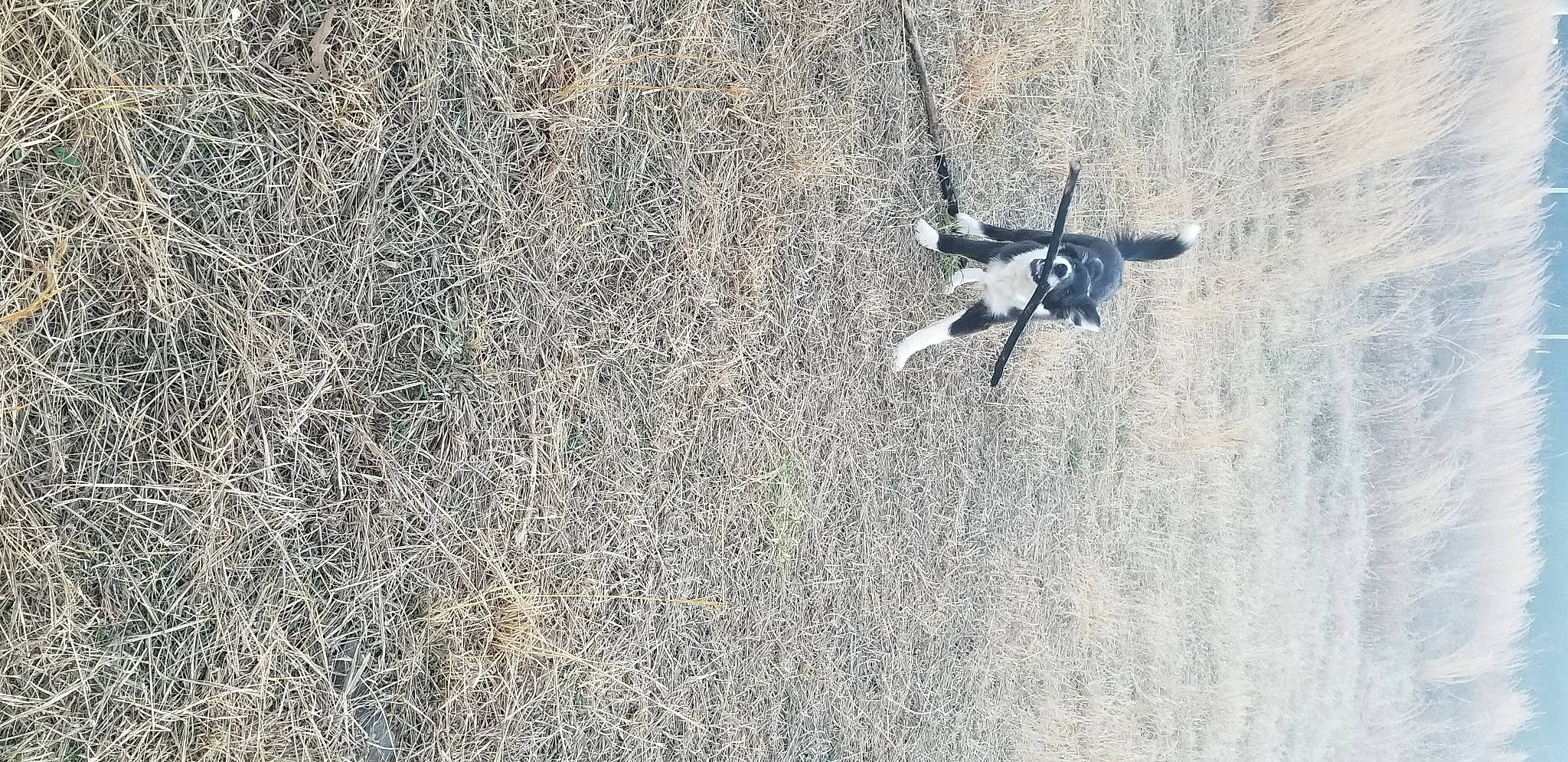 Lokie is registered to the contest to win money with this photo: adventure, asphalt, automotive_tire, canidae, concrete, extreme_sport, freezing, grass, grey, landscape, pest, plant, recreation, road_surface, sand, shadow, soil, sporting_group, wildlife, wood