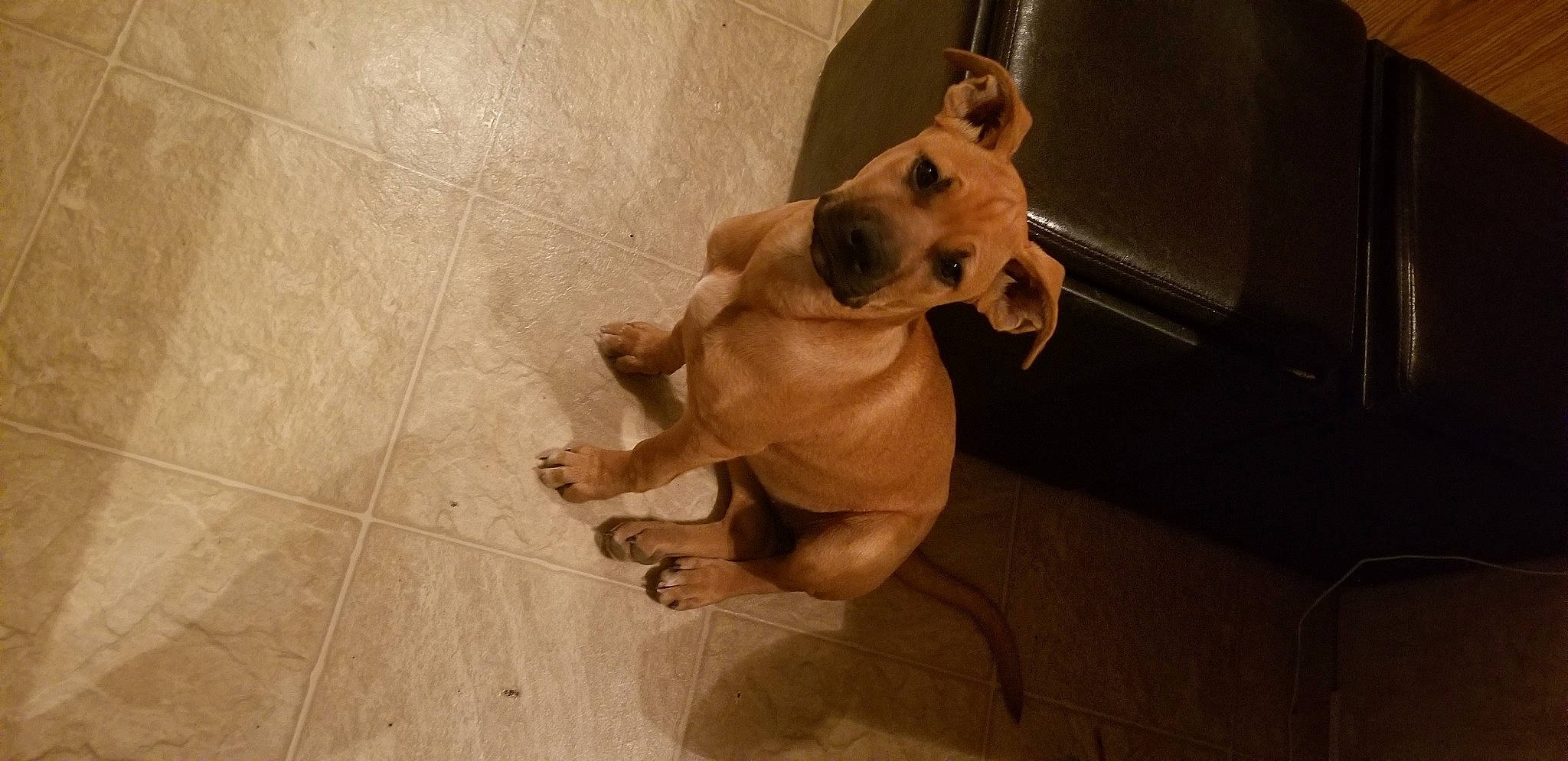 Skye is registered to the contest to win money with this photo: art, canidae, carnivore, companion_dog, dog, dog_breed, fawn, flooring, hardwood, liver, paw, pet_supply, plywood, snout, sporting_group, tail, toy_dog, wood, wood_flooring, working_animal