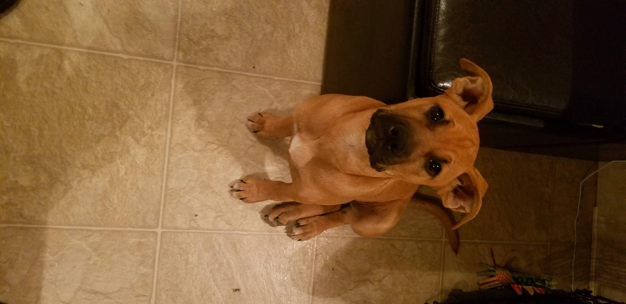 Skye is registered to the contest to win money with this photo: ancient_dog_breeds, art, carnivore, companion_dog, dog, dog_breed, dog_supply, fawn, flooring, guard_dog, hardwood, paw, sporting_group, tail, terrestrial_animal, tile_flooring, wood, wood_flooring, working_animal, working_dog