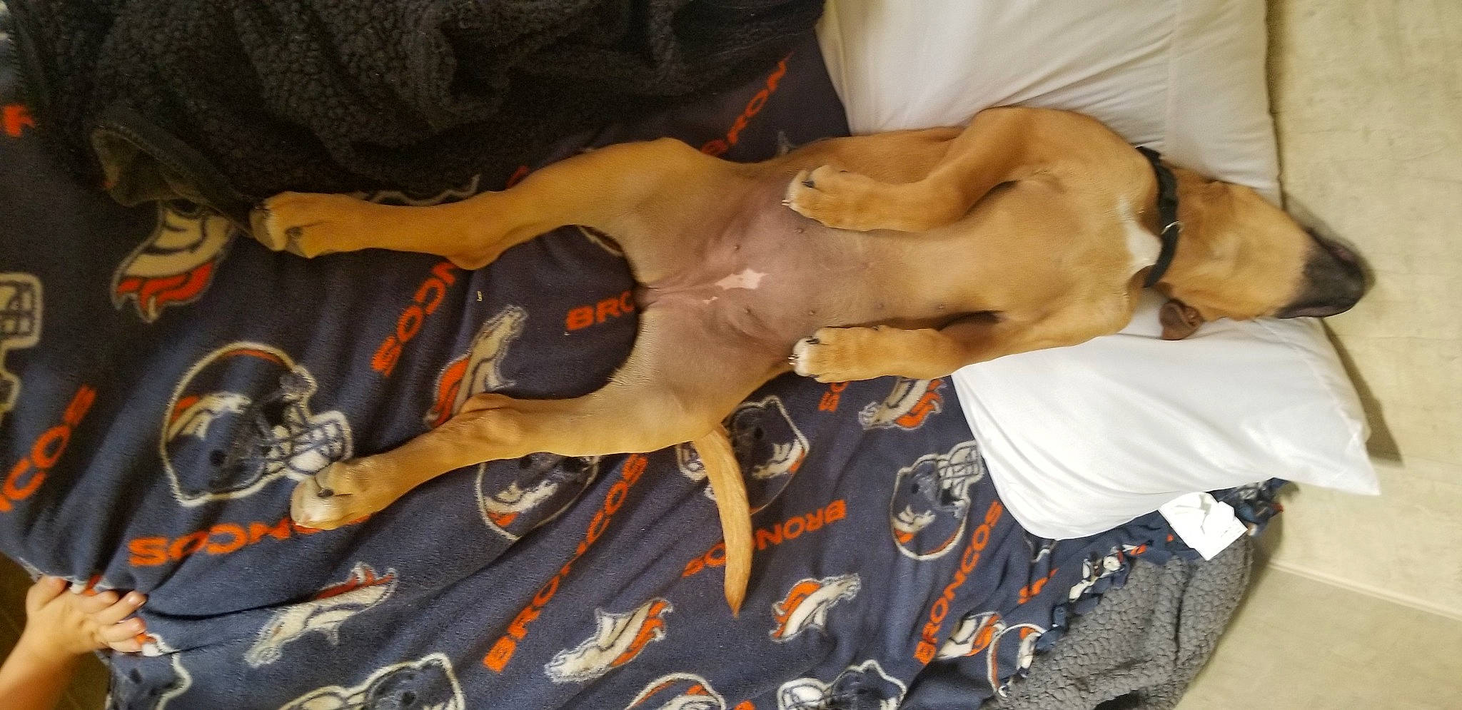 Skye joined the competition — help win amazing prizes! abdomen, adventure, barechested, canidae, carnivore, chest, comfort, dog, dog_breed, elbow, fawn, human_leg, knee, non_sporting_group, sporting_group, tail, thigh, trunk, working_animal, wrist