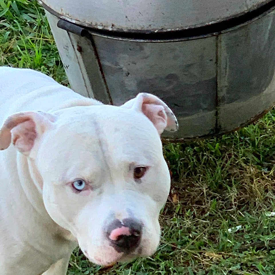 Outlaw