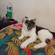 Clochette a rejoint le concours — aidez-le/la à gagner de superbes lots ! cat, animal, pet, indoor, blanket, pattern, leaf, colorful, relaxed, feline, fur, resting, bed, home, wall, water_bottle, container, table, household, casual