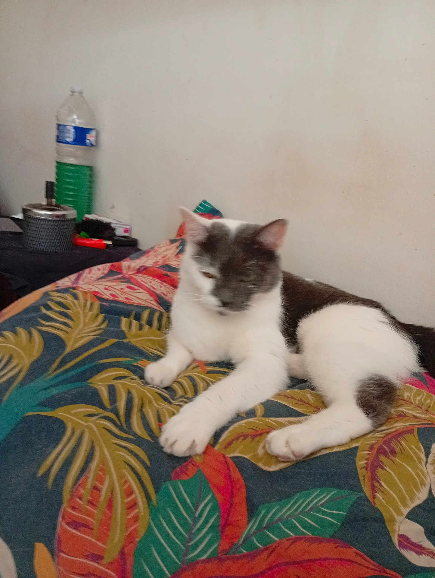 Clochette a rejoint le concours — aidez-le/la à gagner de superbes lots ! cat, animal, pet, indoor, blanket, pattern, leaf, colorful, relaxed, feline, fur, resting, bed, home, wall, water_bottle, container, table, household, casual