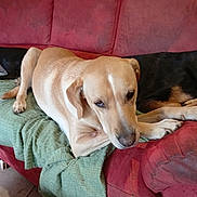 Annabelle participe au concours pour gagner de l'argent avec cette photo : dog, couch, blanket, indoor, pet, canine, resting, relaxed, fur, animal, laying, brown_dog, black_dog, living_room, comfort, household, furniture, domestic, sleepy, cozy