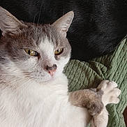 Gribouille participe au concours pour gagner de l'argent avec cette photo : cat, animal, pet, feline, white_fur, gray_fur, crossed_paws, relaxed, close_up, indoor, blanket, texture, resting, yellow_eyes, whiskers, companion, fur_pattern, cute, domestic_animal, laying