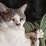 animal, blanket, cat, close_up, companion, crossed_paws, cute, domestic_animal, feline, fur_pattern, gray_fur, indoor, laying, pet, relaxed, resting, texture, whiskers, white_fur, yellow_eyes