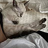 Rukia is registered to the contest to win money with this photo: animal, cat, cozy, cute, domestic, fur, indoors, kitten, nap, paws, pet, quilt, relaxing, rest, sleeping, small, soft, warm, white, young