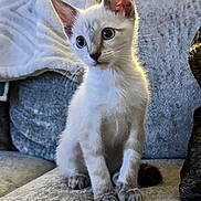 Rukia joined the competition — help win amazing prizes! animal, cat, couch, cozy, curious, cute, domestic, ears, eyes, feline, fur, home, indoor, kitten, pet, sitting, small, soft, whiskers, young