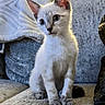 animal, cat, couch, cozy, curious, cute, domestic, ears, eyes, feline, fur, home, indoor, kitten, pet, sitting, small, soft, whiskers, young