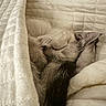 Rukia joined the competition — help win amazing prizes! blanket, cat, closeup, comfort, cozy, cute, domestic_cat, fur, furry, indoor, nap, peaceful, pet, quiet, relaxed, resting, sleeping, soft, tail, warm
