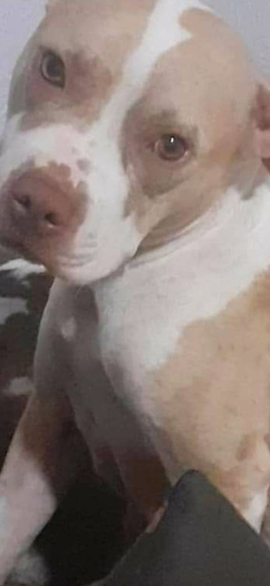 Kiara joined the competition — help win amazing prizes! ancient_dog_breeds, art, canidae, carnivore, companion_dog, dog, dog_breed, drawing, ear, fawn, jaw, liver, no_expression, non_sporting_group, painting, self_portrait, snout, sporting_group, whiskers, working_animal