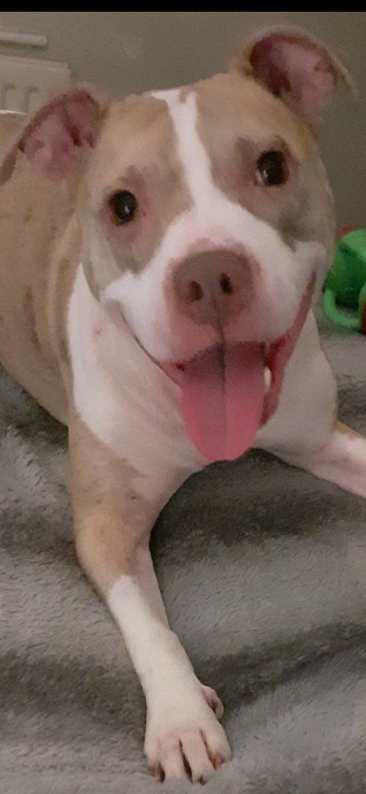 Kiara is registered to the contest to win money with this photo: ancient_dog_breeds, canidae, carnivore, companion_dog, dog, dog_breed, dogo_argentino, fawn, fur, no_expression, non_sporting_group, paw, snout, sporting_group, terrestrial_animal, whiskers, working_animal