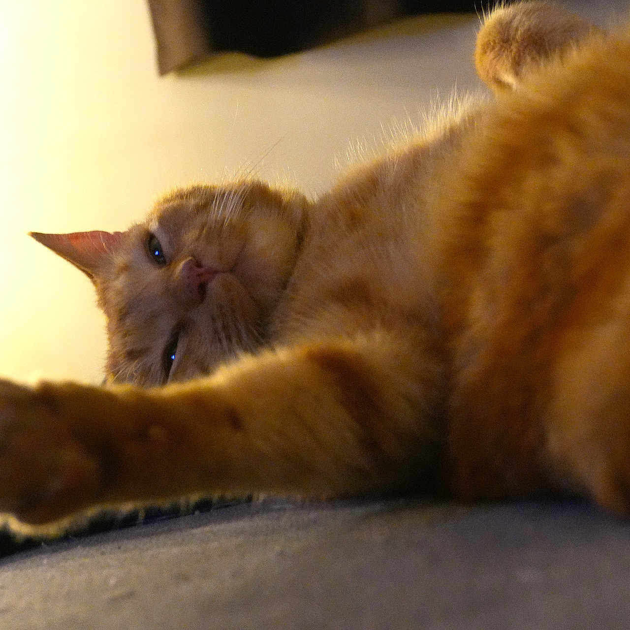 Miel a rejoint le concours — aidez-le/la à gagner de superbes lots ! animal, cat, close_up, cute, domestic_animal, feline, fur, ginger_cat, indoor, mammal, paw, pet, portrait, relaxed, resting, sleepy, soft_surface, stretching, warm_lighting, whiskers