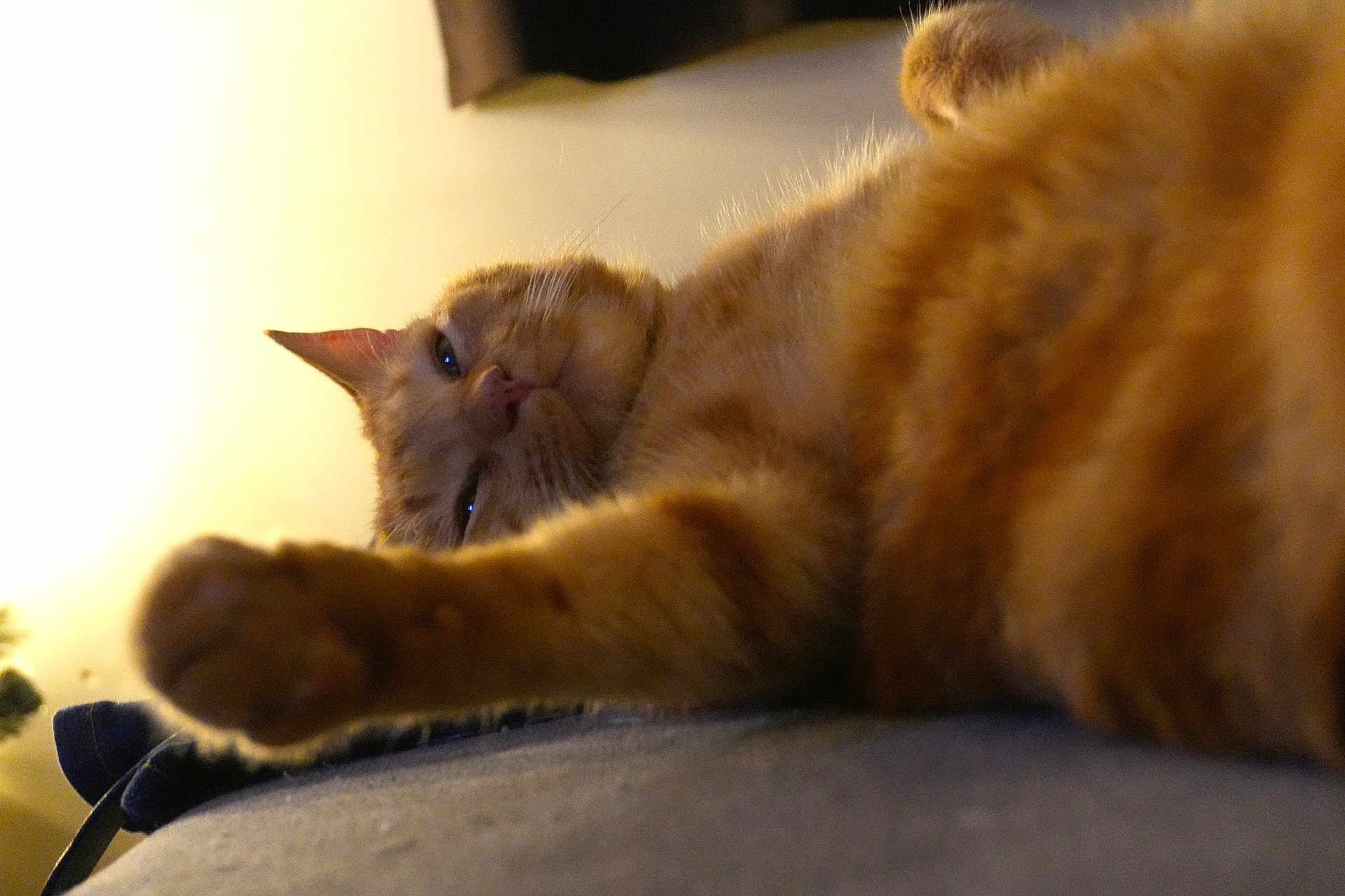 Miel a rejoint le concours — aidez-le/la à gagner de superbes lots ! cat, ginger_cat, pet, stretching, paw, close_up, sleepy, indoor, feline, fur, whiskers, relaxed, soft_surface, warm_lighting, animal, mammal, cute, resting, domestic_animal, portrait