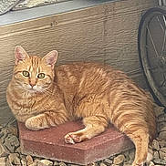 Lulu is registered to the contest to win money with this photo: cat, orange_tabby, pets, relaxed, stone_slab, rocks, outdoor, green_eyes, feline, whiskers, animal, curious, resting, ears, fur, paw, tail, background_blanket, bicycle_wheel, cozy