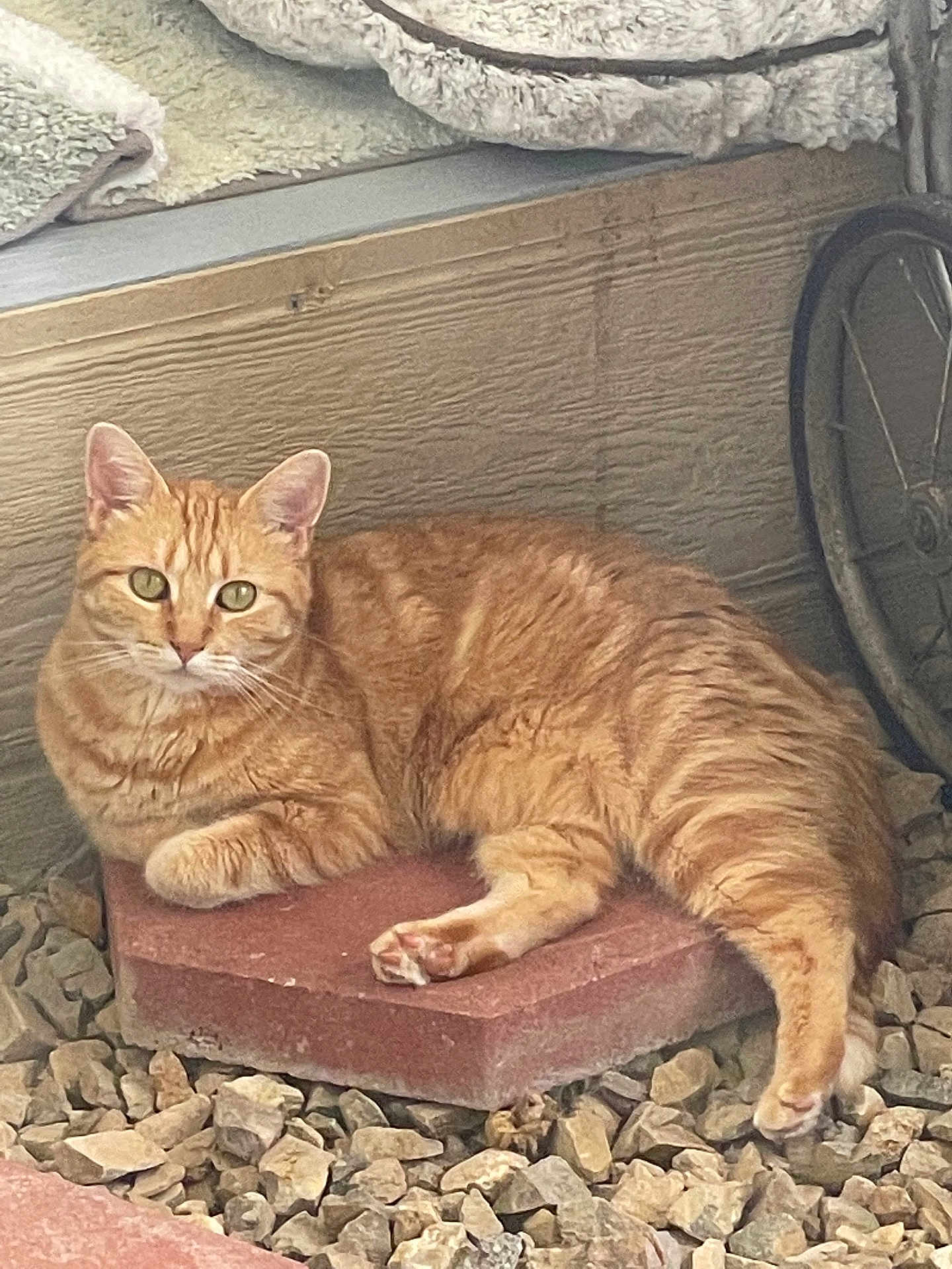 Lulu is registered to the contest to win money with this photo: cat, orange_tabby, pets, relaxed, stone_slab, rocks, outdoor, green_eyes, feline, whiskers, animal, curious, resting, ears, fur, paw, tail, background_blanket, bicycle_wheel, cozy