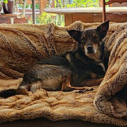 Zadig participe au concours pour gagner de l'argent avec cette photo : animal, black, blanket, brown, couch, cozy, daylight, dog, ears, fur, furniture, home, indoor, pet, plant, relaxed, resting, table, window, wood