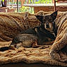 animal, black, blanket, brown, couch, cozy, daylight, dog, ears, fur, furniture, home, indoor, pet, plant, relaxed, resting, table, window, wood