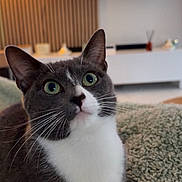 Biscotte participe au concours pour gagner de l'argent avec cette photo : cat, gray_cat, white_cat, pet, animal, indoor, blanket, furniture, living_room, television, curious, whiskers, fur, close_up, cozy, domestic_animal, green_eyes, relaxing, home, soft_texture