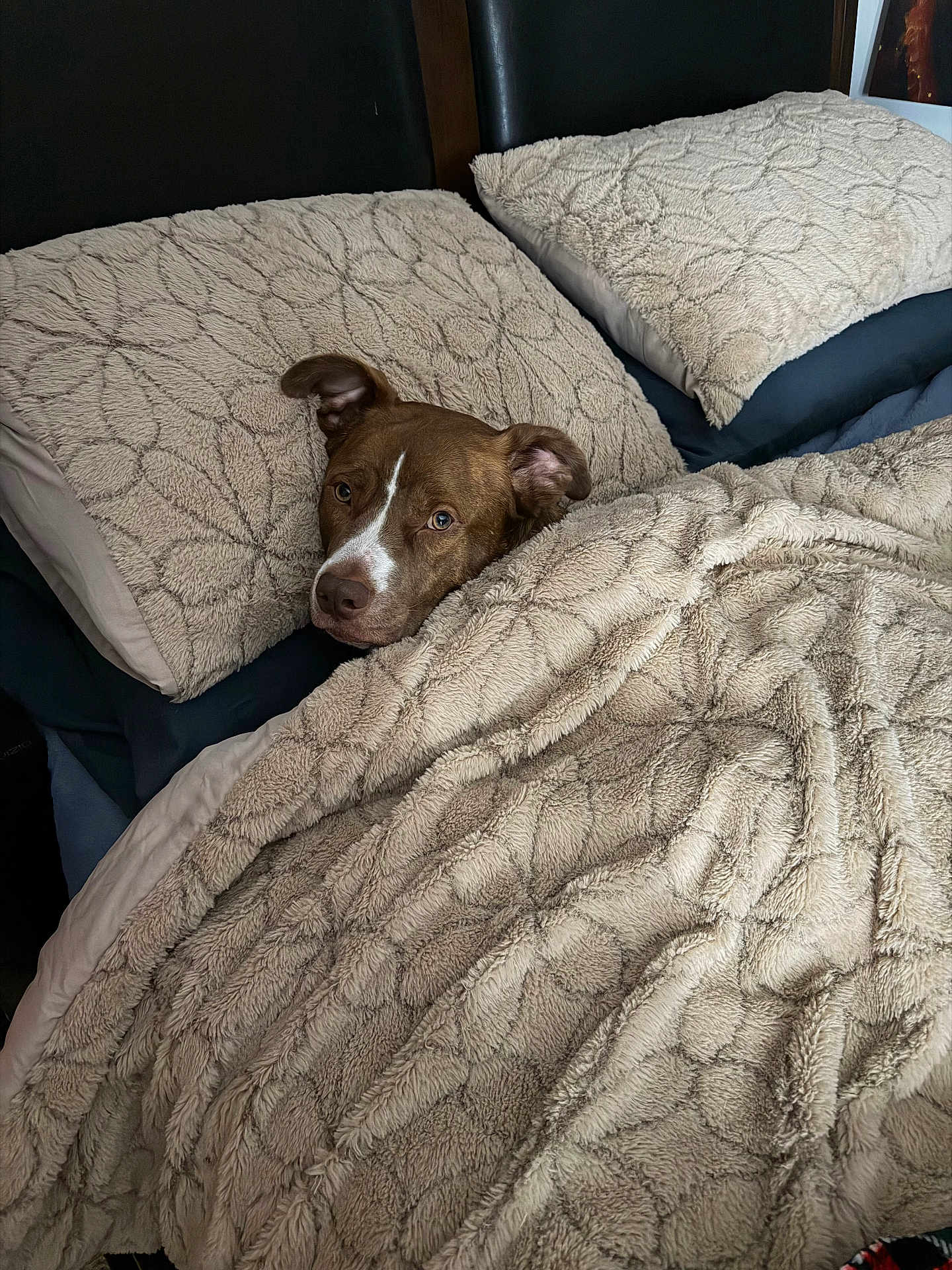 Yoshi joined the competition — help win amazing prizes! dog, bed, blanket, pillow, brown_dog, cozy, indoor, resting, cute, sleepy, pet, fur, comfort, animal, home, relaxing, soft, warm, face, ears