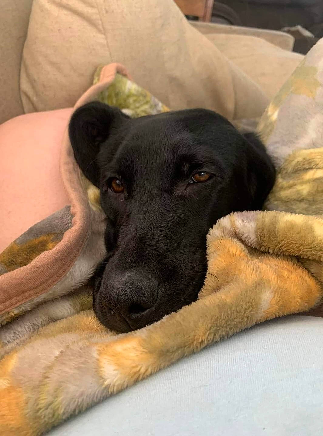 Sadie joined the competition — help win amazing prizes! canidae, carnivore, comfort, companion_dog, couch, dog, dog_breed, fawn, guard_dog, magyar_agar, paw, sighthound, snout, sporting_group, terrestrial_animal, whiskers, working_animal, working_dog