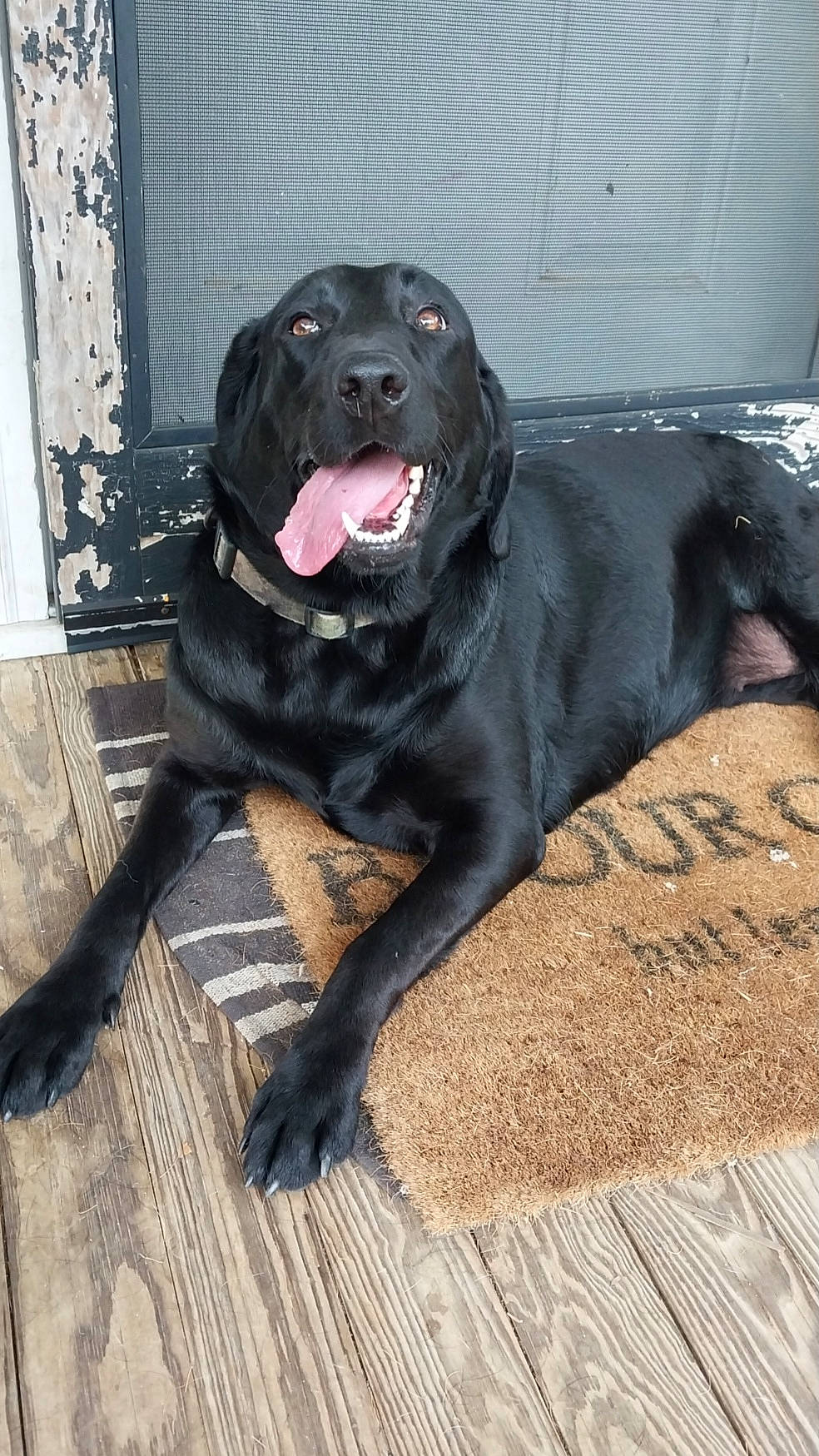 Sadie joined the competition — help win amazing prizes! borador, carnivore, companion_dog, dog, dog_breed, dog_collar, fur, gun_dog, liver, snout, sporting_group, terrestrial_animal, wood, working_animal, working_dog