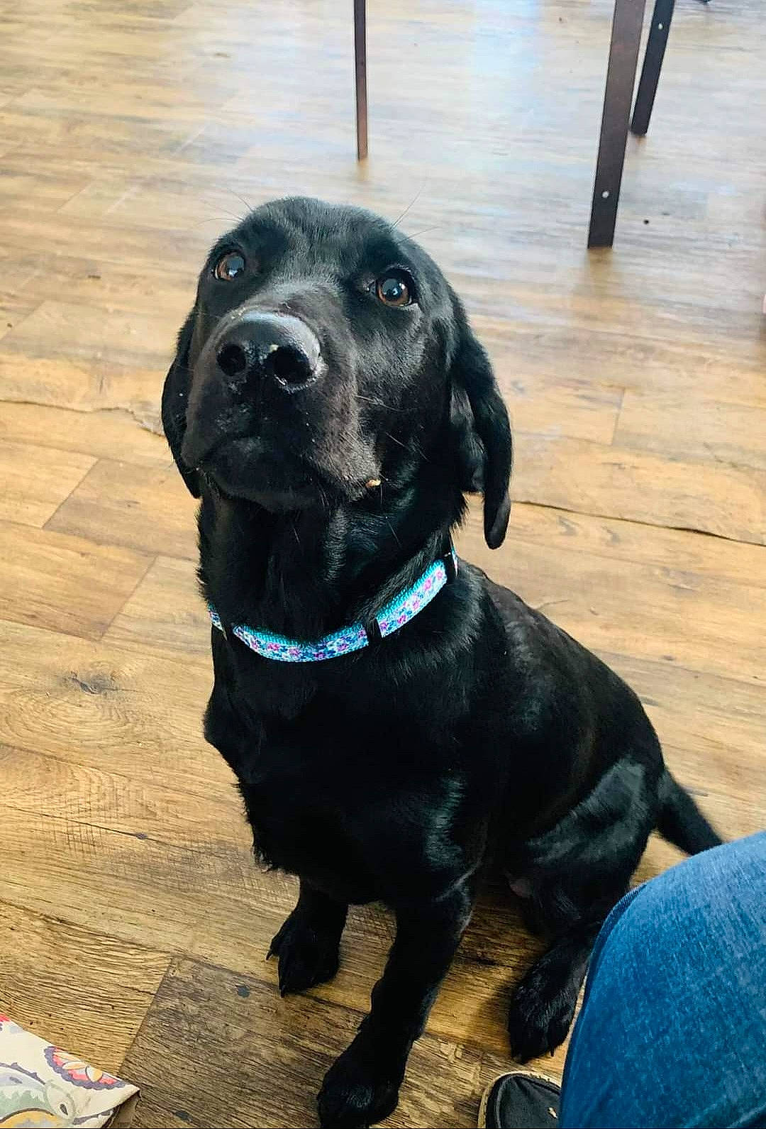 Sadie joined the competition — help win amazing prizes! borador, canidae, carnivore, collar, companion_dog, dog, dog_breed, dog_collar, electric_blue, flooring, fur, gun_dog, hardwood, liver, pet_supply, retriever, sporting_group, whiskers, wood, working_animal