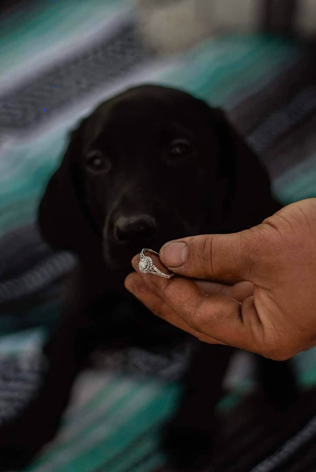 Sadie is registered to the contest to win money with this photo: borador, carnivore, comfort, companion_dog, darkness, dog, dog_breed, electric_blue, fur, gesture, guard_dog, gun_dog, nail, retriever, sitting, snout, sporting_group, whiskers, working_animal, wrist