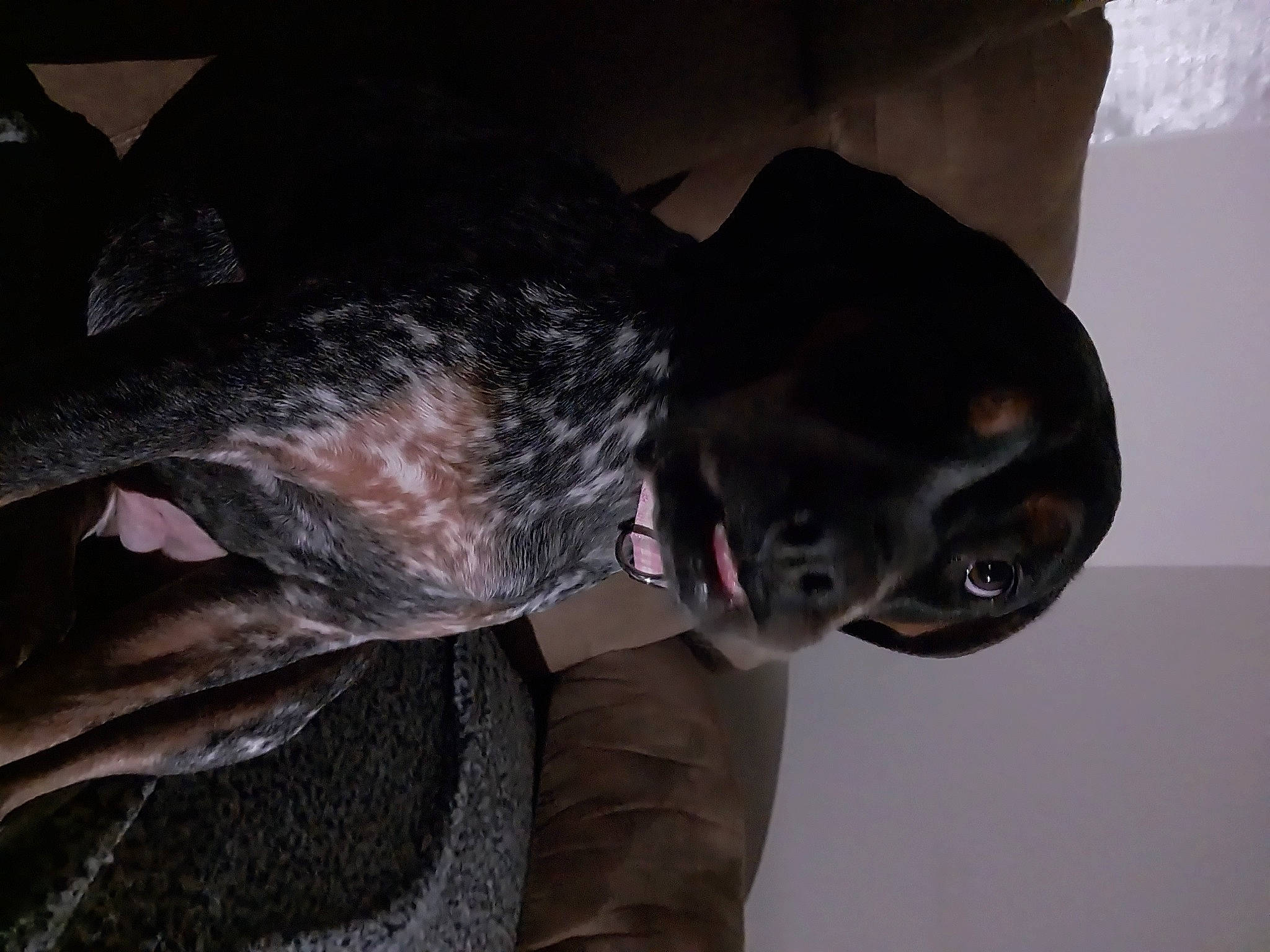 Willow is registered to the contest to win money with this photo: automotive_tire, canidae, carnivore, dog_breed, fashion_accessory, felidae, fur, grey, guard_dog, hat, jaw, non_sporting_group, sculpture, snout, sporting_group, tail, terrestrial_animal, whiskers, working_animal