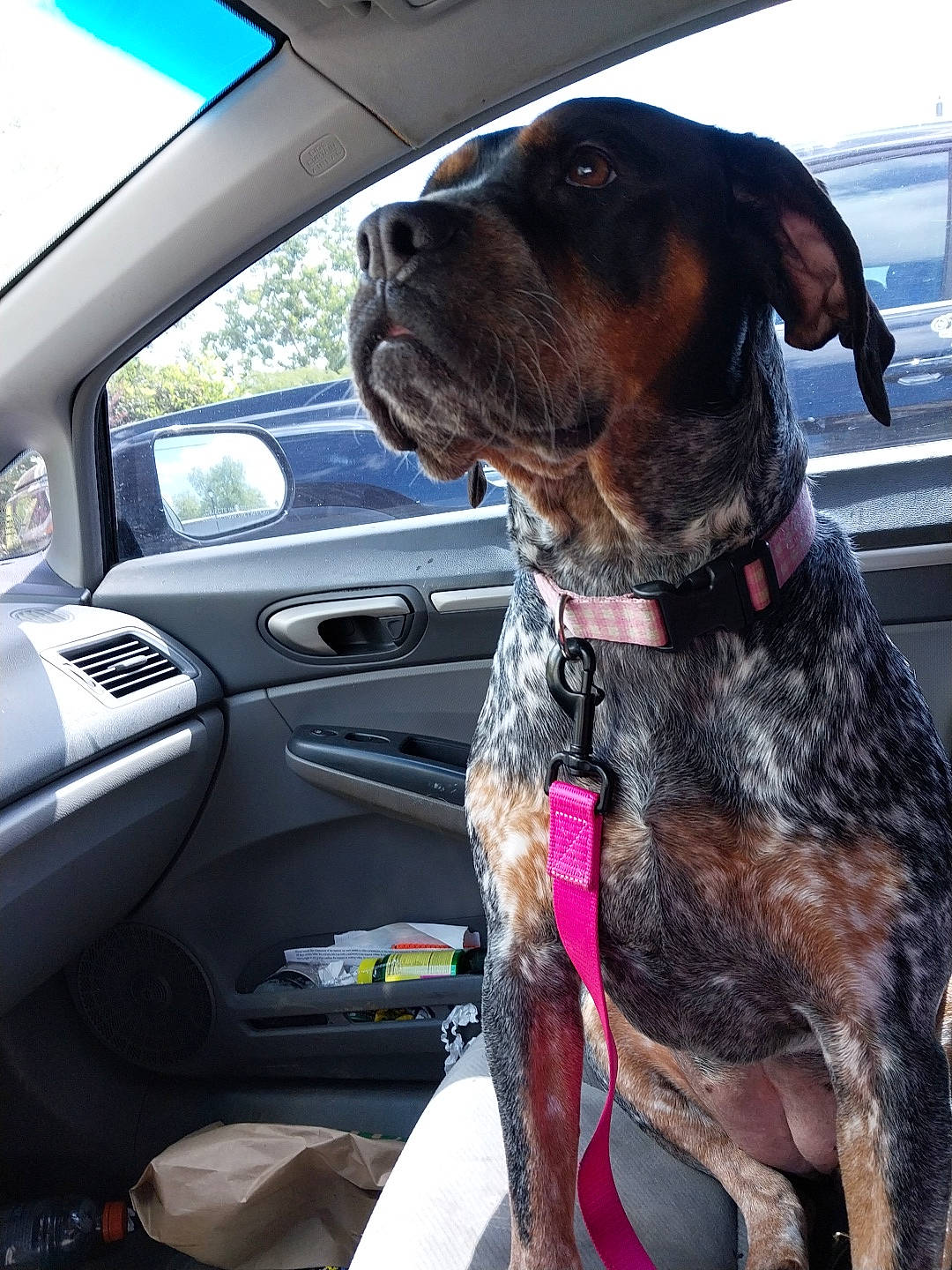 Willow joined the competition — help win amazing prizes! auto_part, automotive_exterior, car, car_seat, carnivore, collar, companion_dog, dog, dog_breed, dog_collar, fawn, liver, motor_vehicle, personal_luxury_car, snout, sporting_group, steering_wheel, vehicle, vehicle_door, working_animal