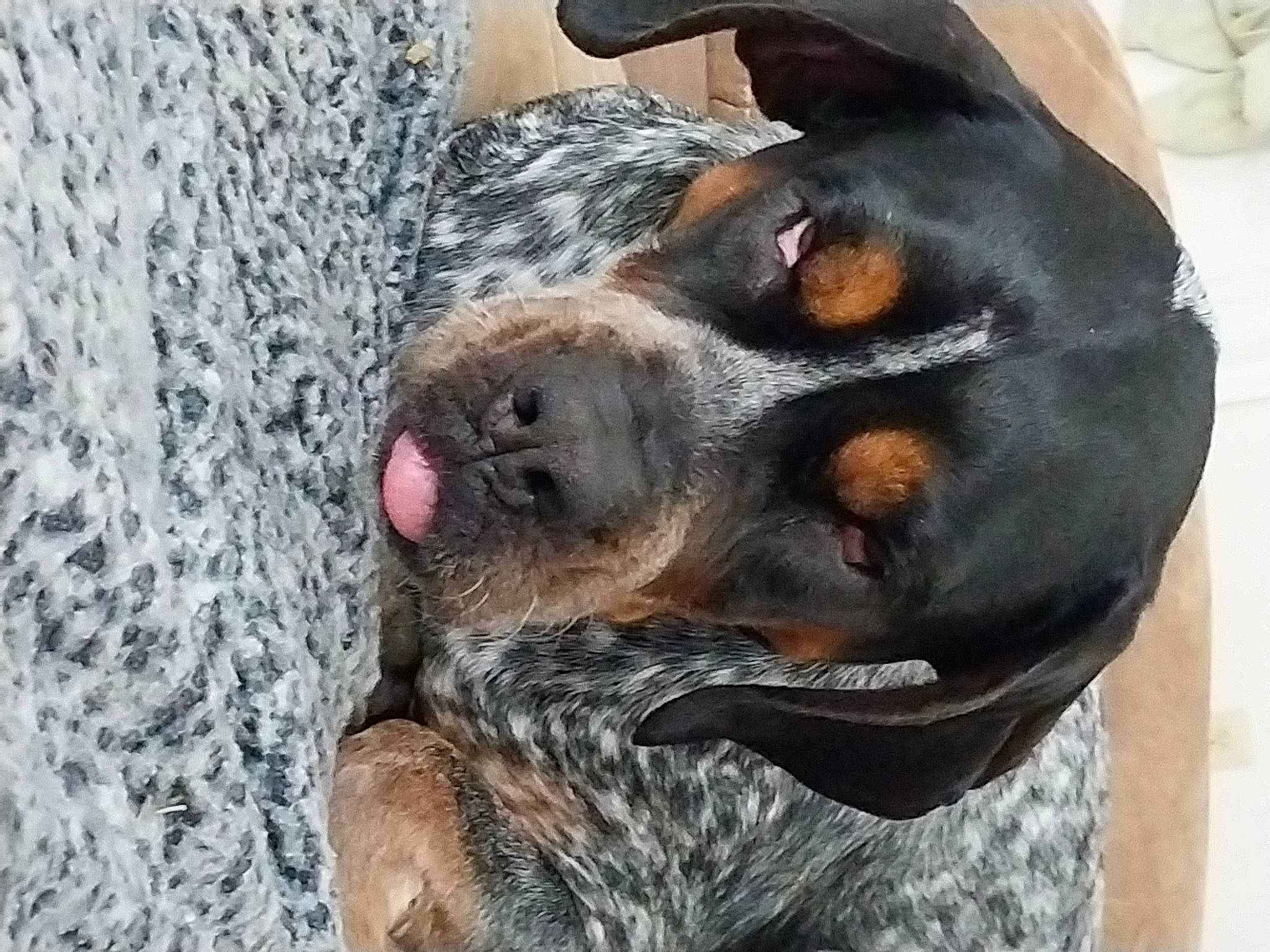 Willow is registered to the contest to win money with this photo: canidae, carnivore, companion_dog, dog, dog_breed, fur, grey, guard_dog, hunting_dog, liver, paw, snout, sporting_group, terrestrial_animal, whiskers, working_animal, working_dog