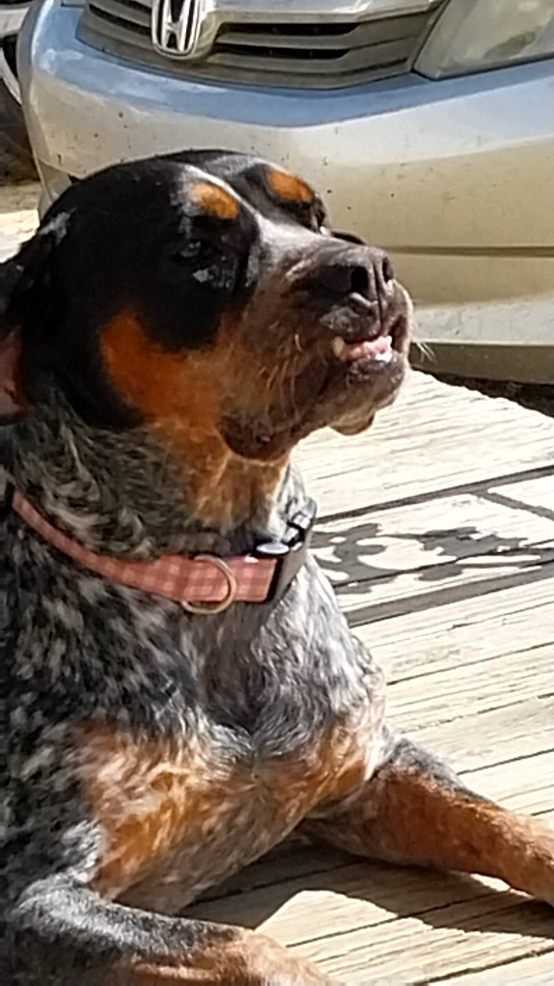 Willow is registered to the contest to win money with this photo: ancient_dog_breeds, canidae, carnivore, collar, companion_dog, dog, dog_breed, dog_collar, fawn, fur, giant_dog_breed, guard_dog, hound, hunting_dog, liver, non_sporting_group, snout, sporting_group, working_animal, working_dog