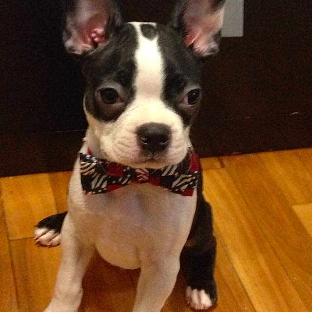 Benji