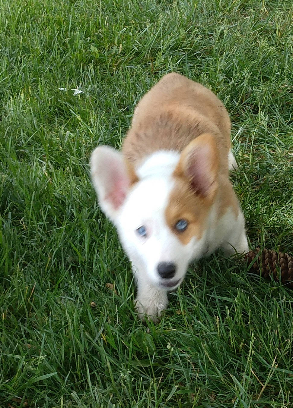 Finnlee joined the competition — help win amazing prizes! canidae, carnivore, companion_dog, dog, dog_breed, fawn, grass, grassland, non_sporting_group, snout, sporting_group, tail, terrestrial_animal, whiskers, working_animal