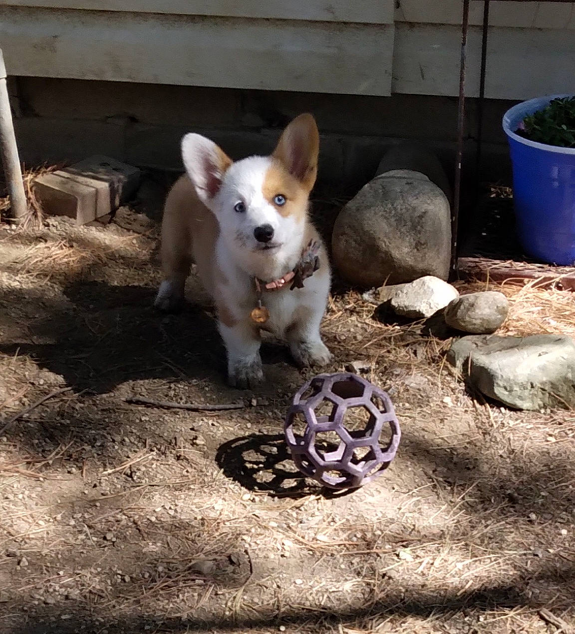 Finnlee joined the competition — help win amazing prizes! animal_shelter, automotive_tire, canidae, carnivore, companion_dog, dog, dog_breed, dog_supply, eye, fawn, grass, pet_supply, rim, snout, soil, sporting_group, tail, terrestrial_animal, toy, whiskers