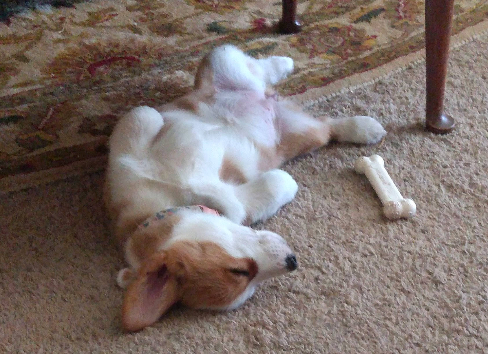 Finnlee joined the competition — help win amazing prizes! carnivore, comfort, companion_dog, dog, dog_breed, dog_supply, fawn, felidae, fur, nap, non_sporting_group, paw, pet_supply, puppy, small_to_medium_sized_cats, sporting_group, tail, terrestrial_animal, wood, working_animal