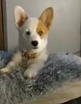 Finnlee joined the competition — help win amazing prizes! ancient_dog_breeds, carnivore, companion_dog, dog, dog_breed, non_sporting_group, puppy, sporting_group, tail, terrestrial_animal, toy_dog, whiskers, working_animal