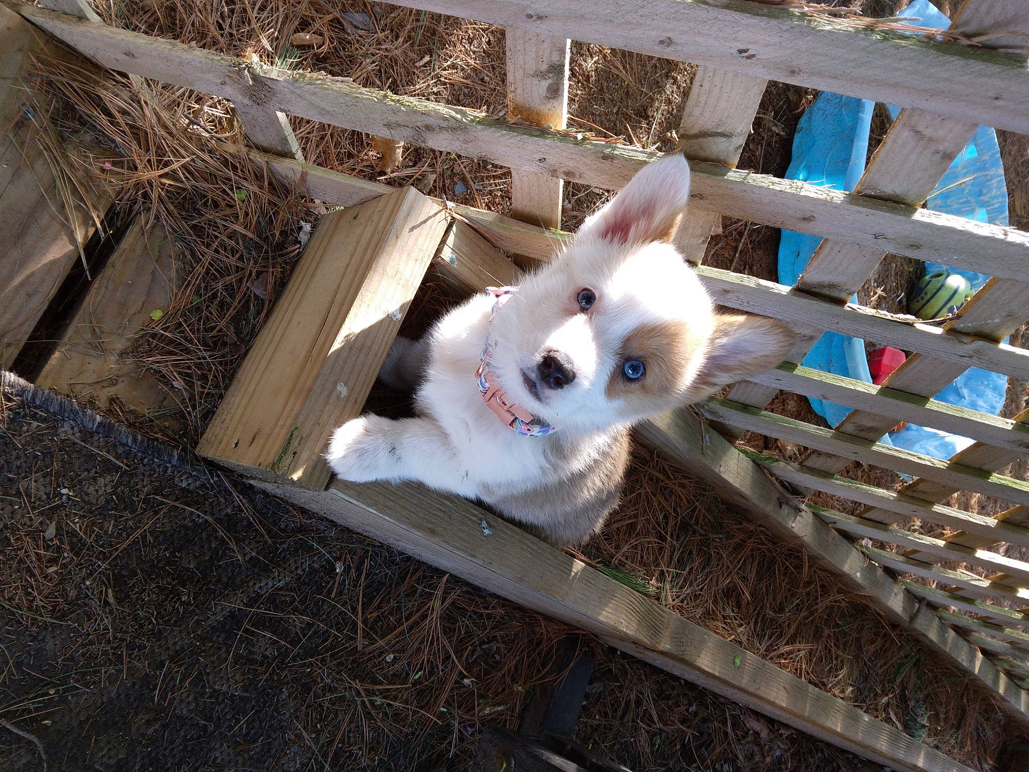 Finnlee is registered to the contest to win money with this photo: animal_shelter, carnivore, cat, domestic_short_haired_cat, eye, fawn, felidae, fur, paw, small_to_medium_sized_cats, snout, tail, tree, twig, whiskers, wood