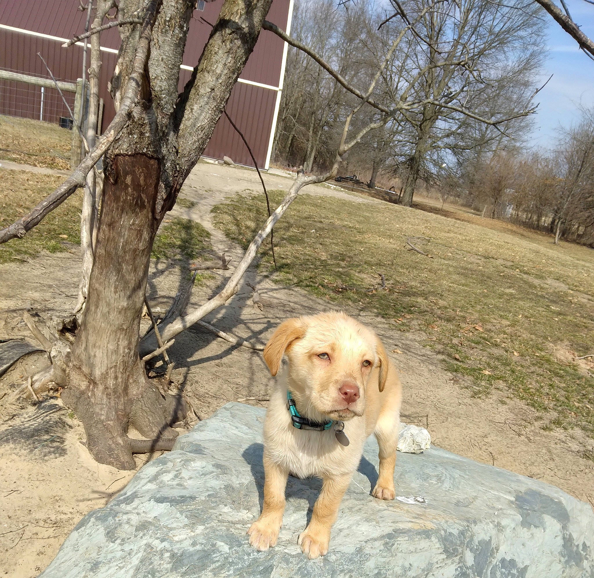 Emerson joined the competition — help win amazing prizes! carnivore, collar, companion_dog, dog, dog_breed, dog_collar, fawn, grass, gun_dog, leash, plant, retriever, sky, snout, street_dog, tail, tree, twig, winter, working_animal