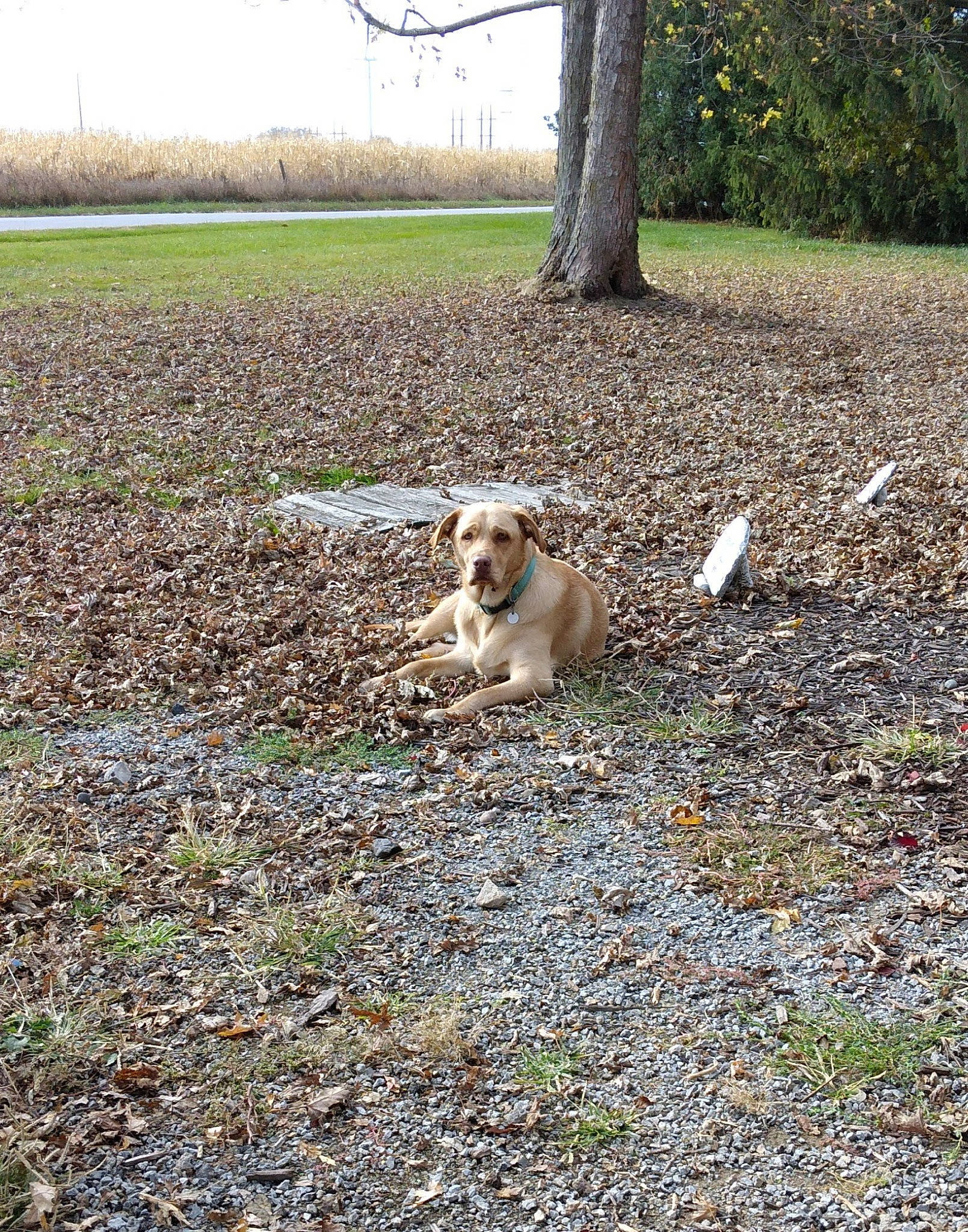 Emerson joined the competition — help win amazing prizes! autumn, canidae, carnivore, companion_dog, deciduous, dog, dog_breed, fawn, grass, leaf, pasture, plant, sitting, soil, sporting_group, tail, tree, wildlife, wood, working_animal