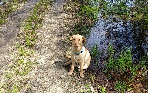 Emerson joined the competition — help win amazing prizes! carnivore, collar, companion_dog, dog, dog_breed, dog_collar, fawn, forest, grass, gun_dog, labrador_retriever, plant, retriever, snout, soil, sporting_group, tail, water, working_animal, working_dog