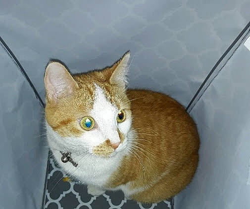 Dexter joined the competition — help win amazing prizes! box, carnivore, cat, cat_furniture, cat_supply, domestic_short_haired_cat, eye, fawn, felidae, fur, head, paw, small_to_medium_sized_cats, snout, tail, whiskers, window, wood