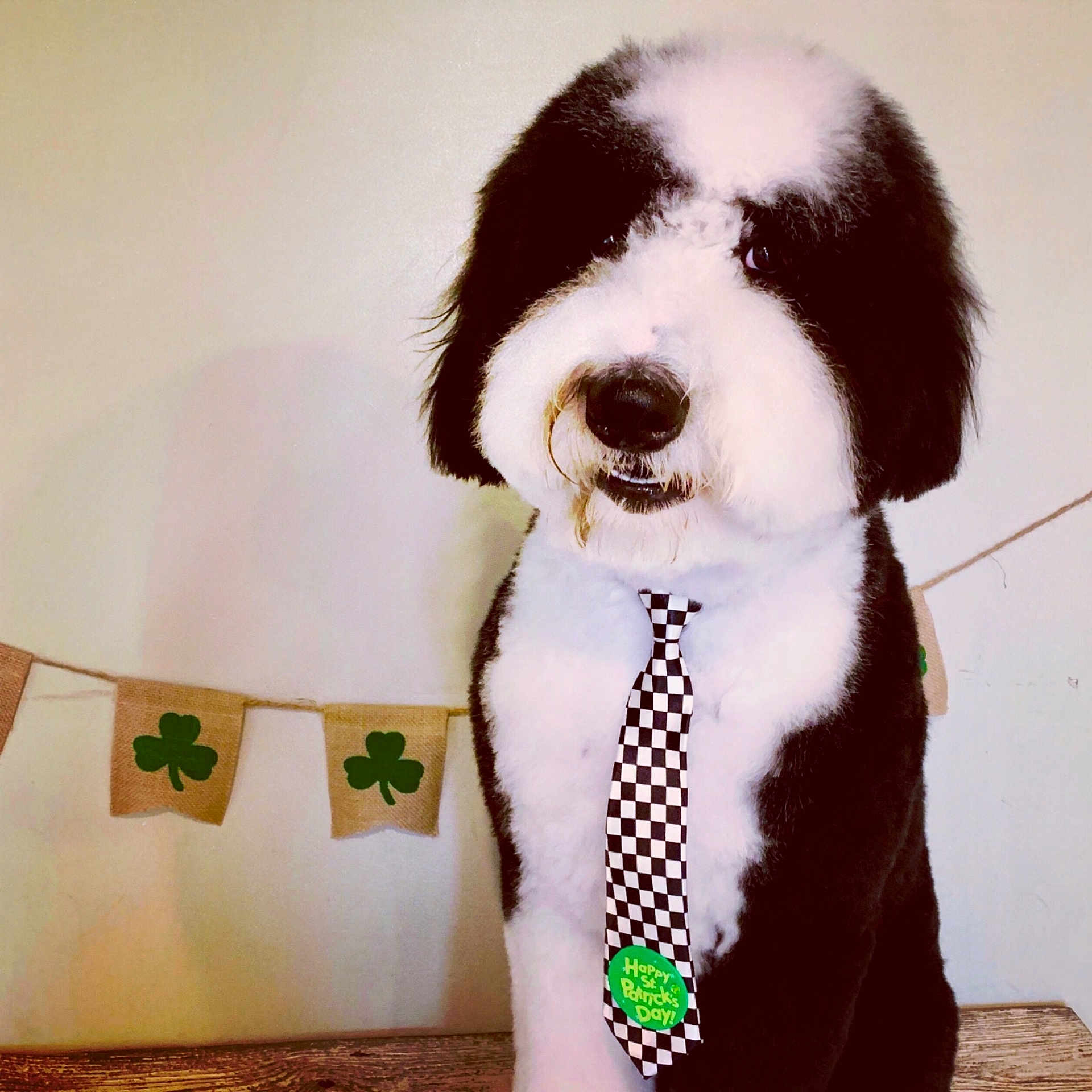 Dillon is registered to the contest to win money with this photo: canidae, carnivore, companion_dog, dog, dog_breed, fur, labradoodle, rare_breed_dog, sporting_group