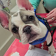Ozzie joined the competition — help win amazing prizes! animal, black, blue_harness, closeup, curious, cute, dog, ears, face, french_bulldog, hand, indoor, looking, paper, person, pet, pink, puppy, table, white