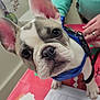 animal, black, blue_harness, closeup, curious, cute, dog, ears, face, french_bulldog, hand, indoor, looking, paper, person, pet, pink, puppy, table, white